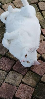 Ollie