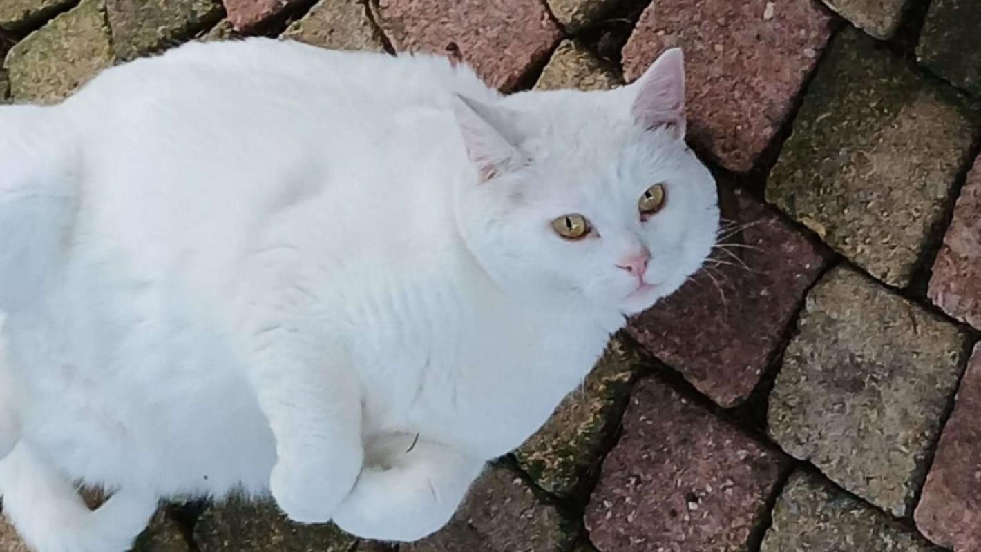Ollie