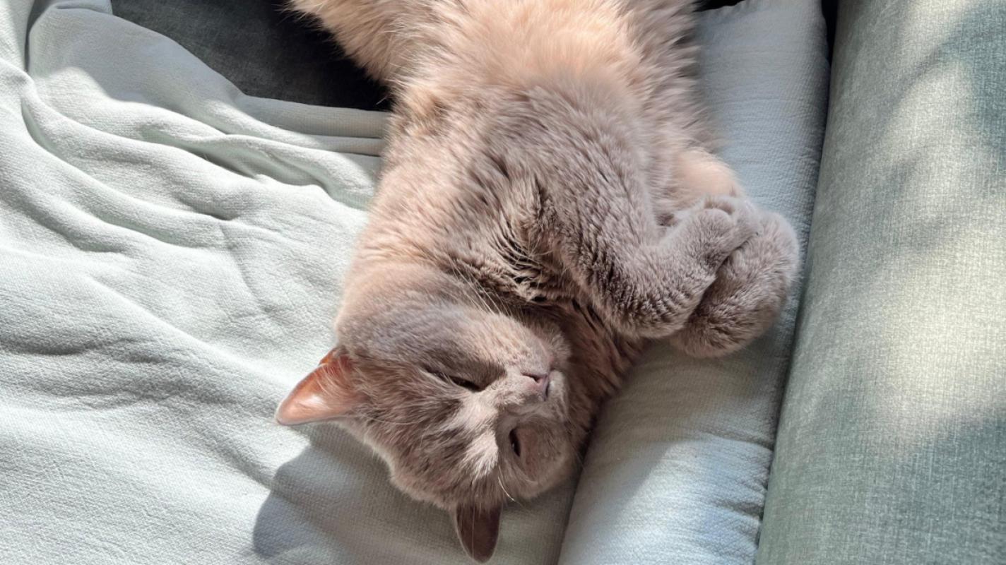 Kiko