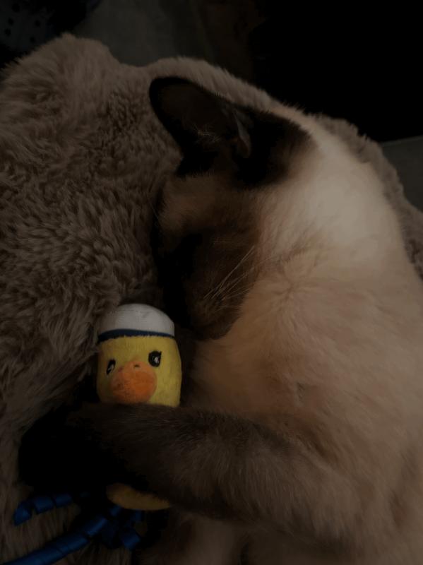 Suki