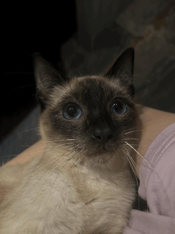 Suki