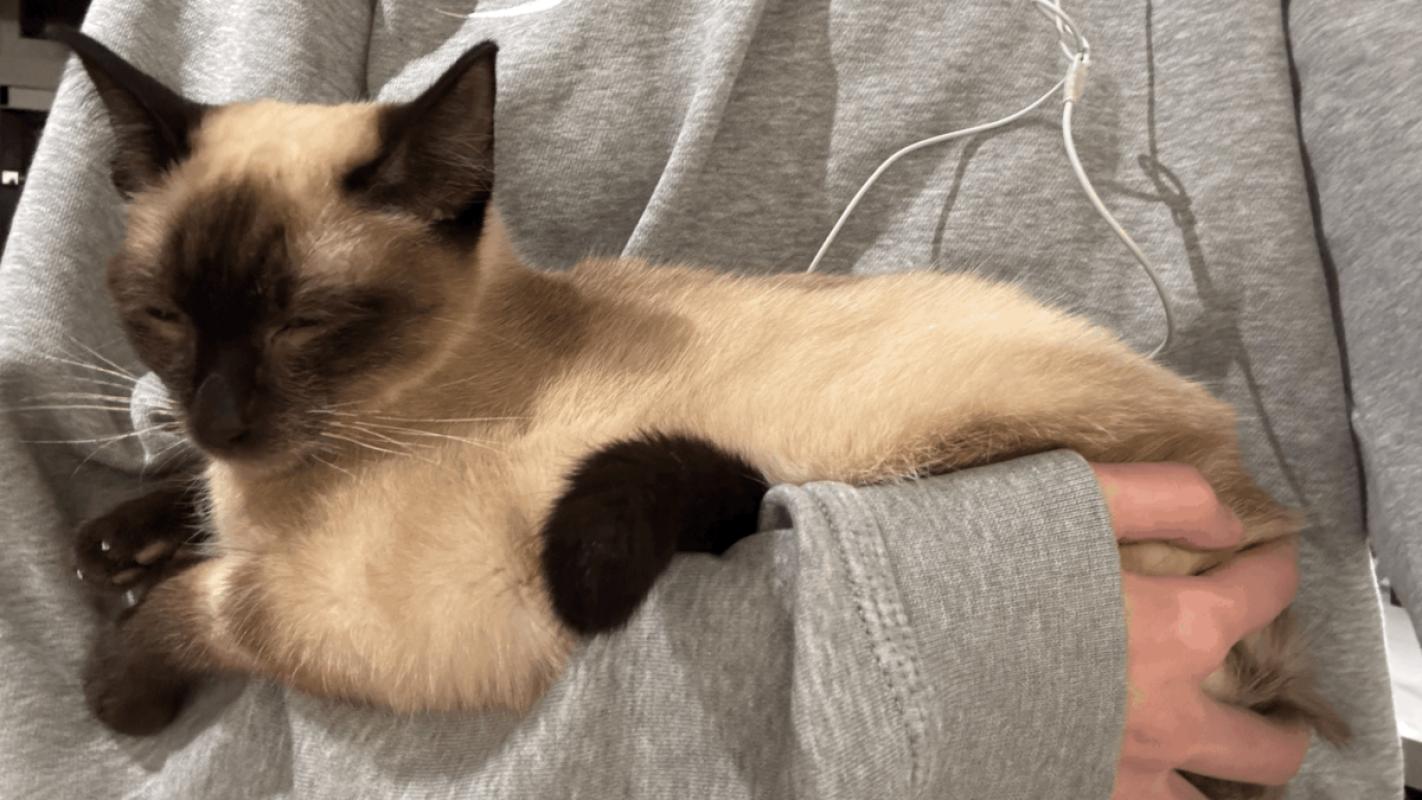 Suki