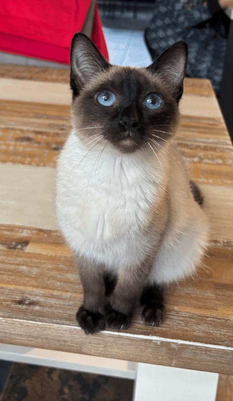 Suki