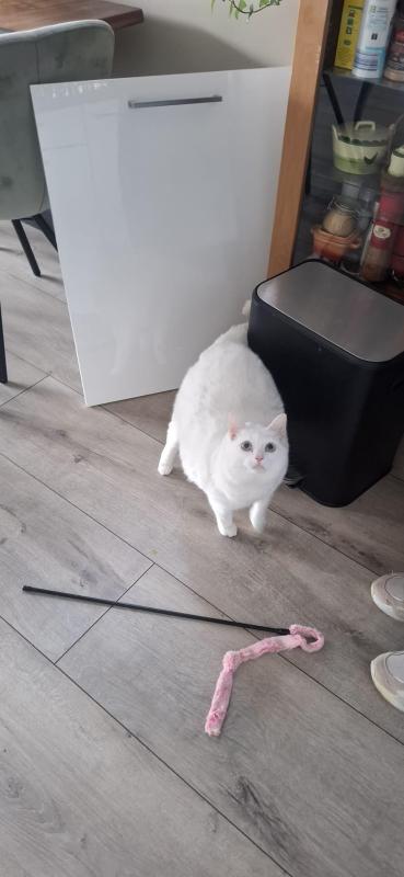 Bella