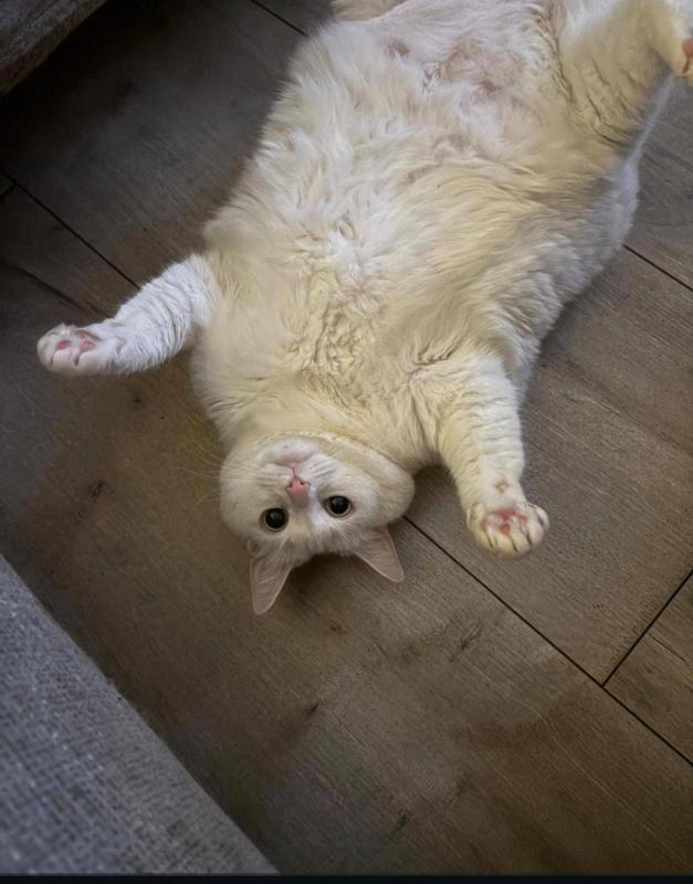 Bella