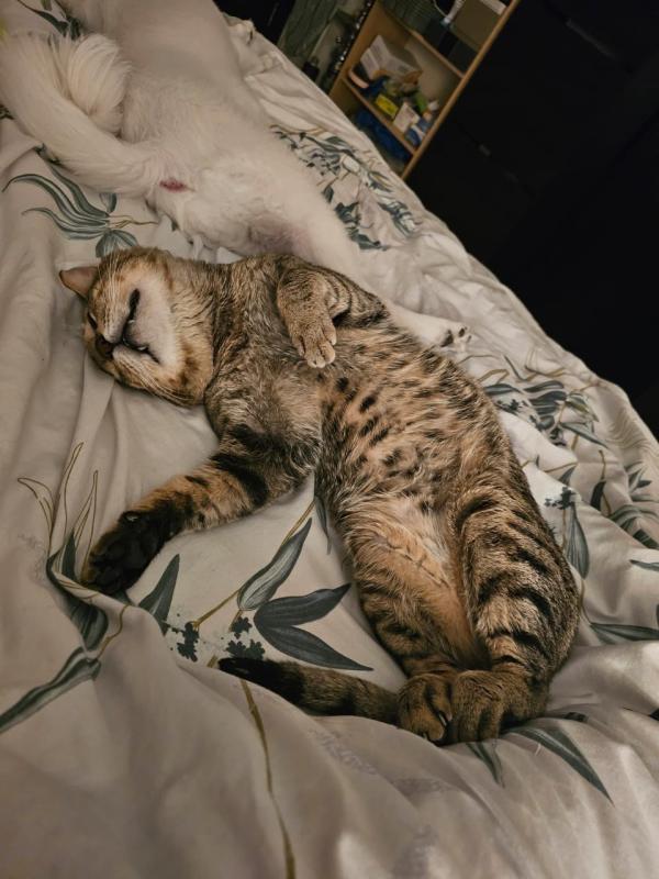 Milo
