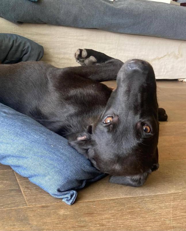 Nala