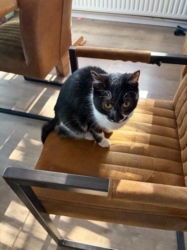 Zola