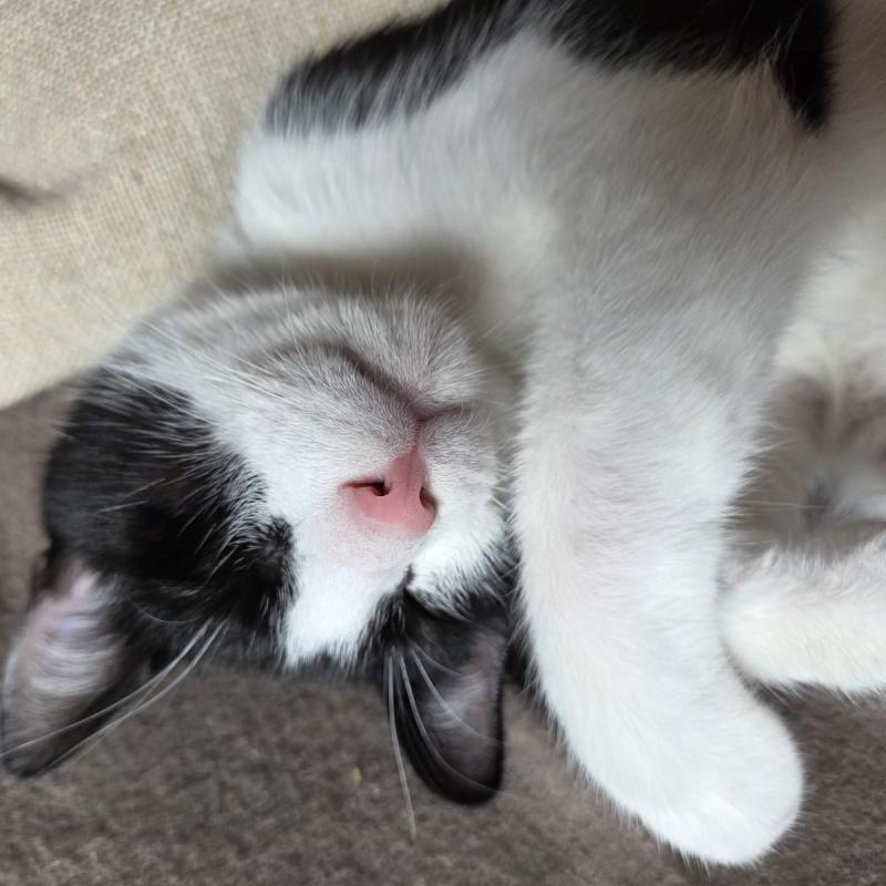 Sam