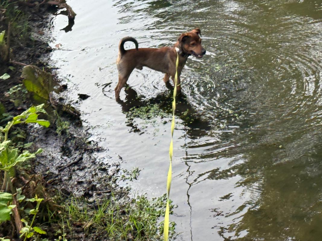 Cooper