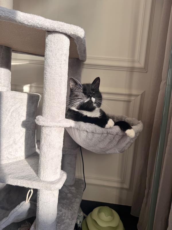 Nala