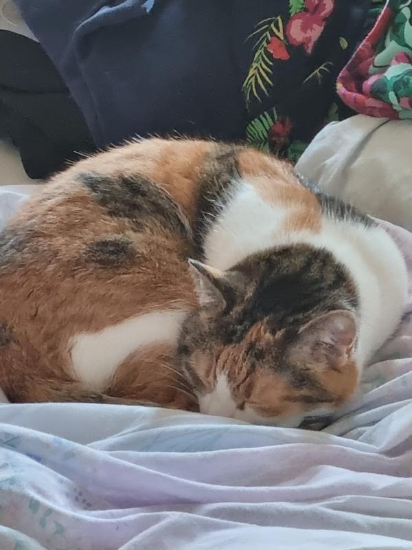 Mimi