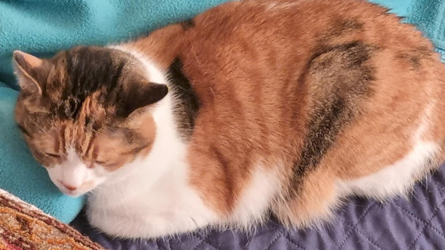 Mimi