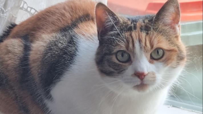 Mimi