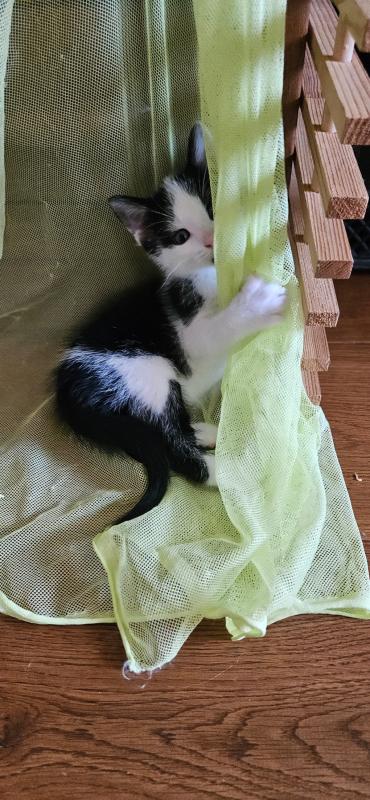 Guus(je)