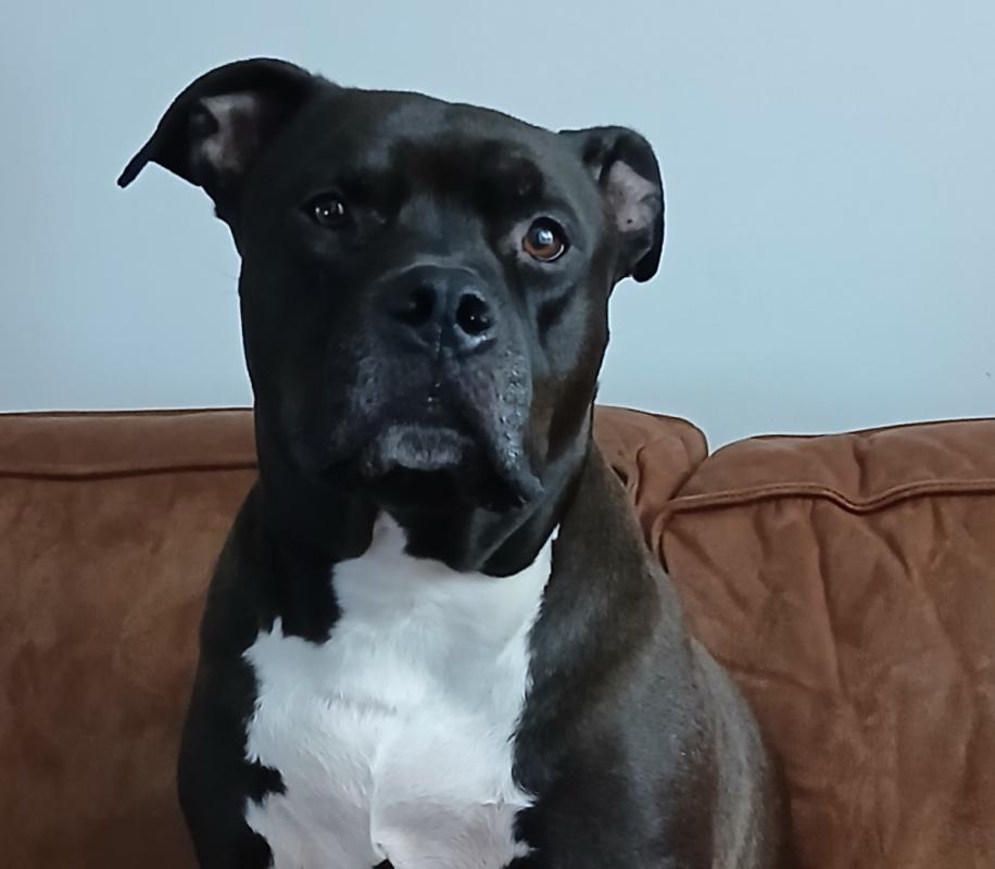 Boris