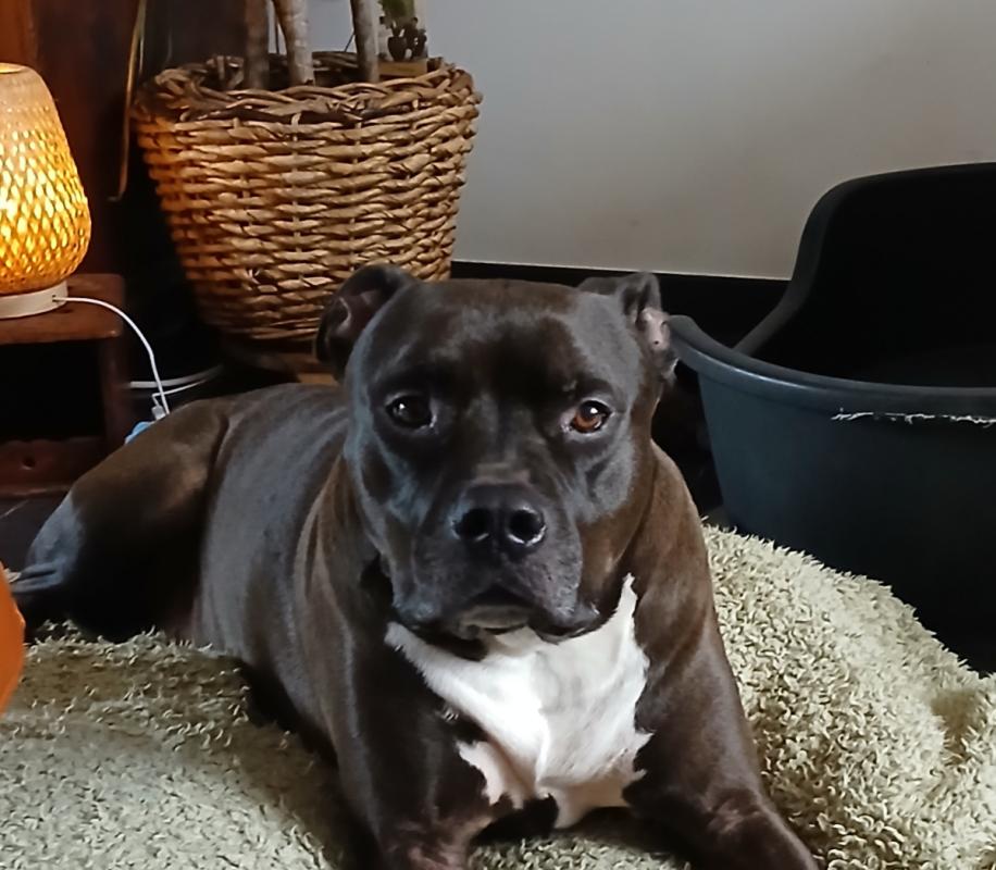 Boris