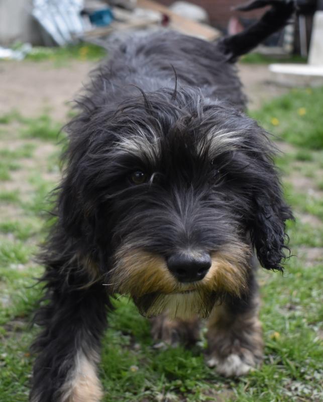 Baxter