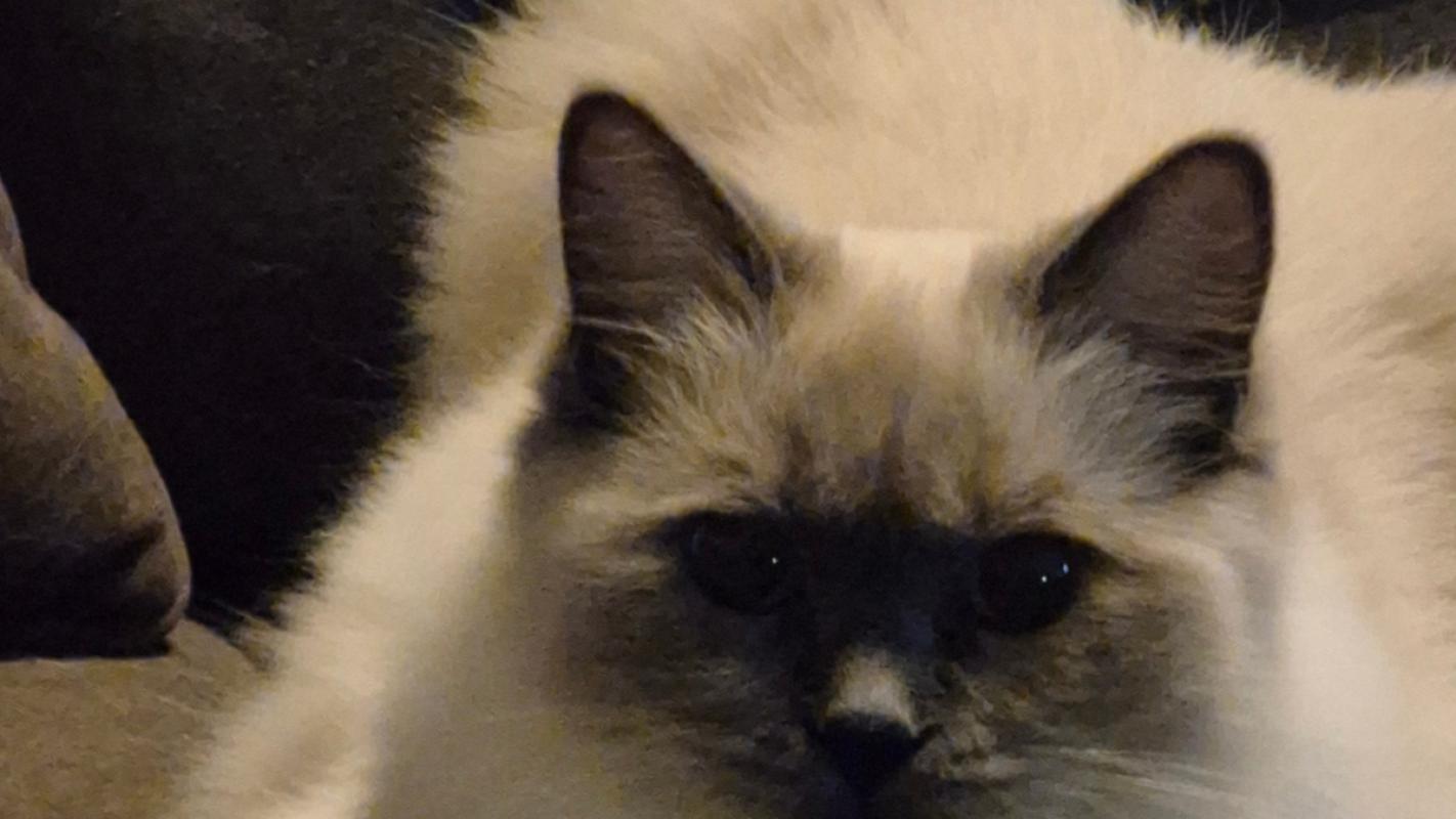 Ziva
