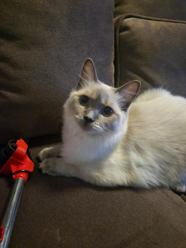 Ziva