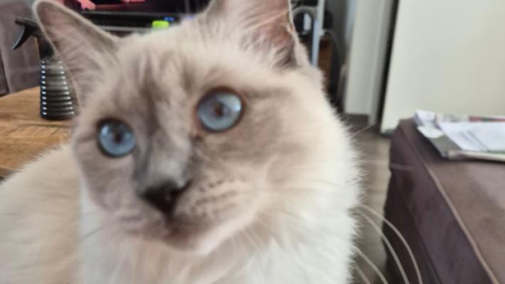 Ziva