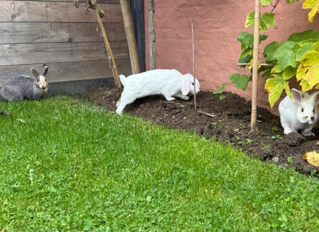 Bolly