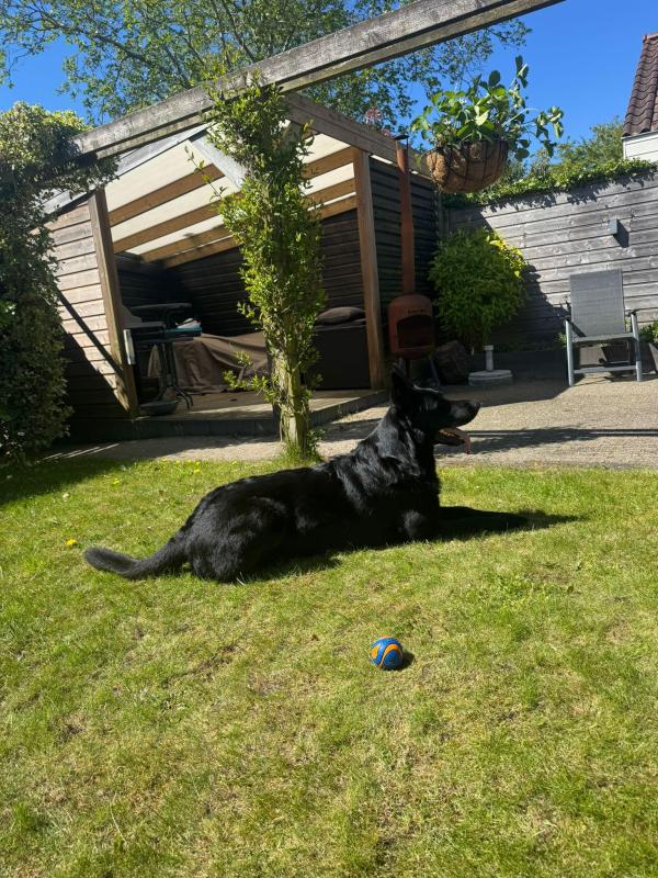 Zorro