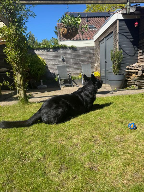 Zorro