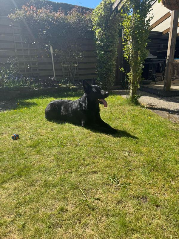Zorro