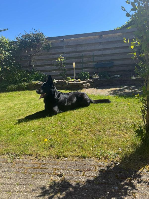 Zorro