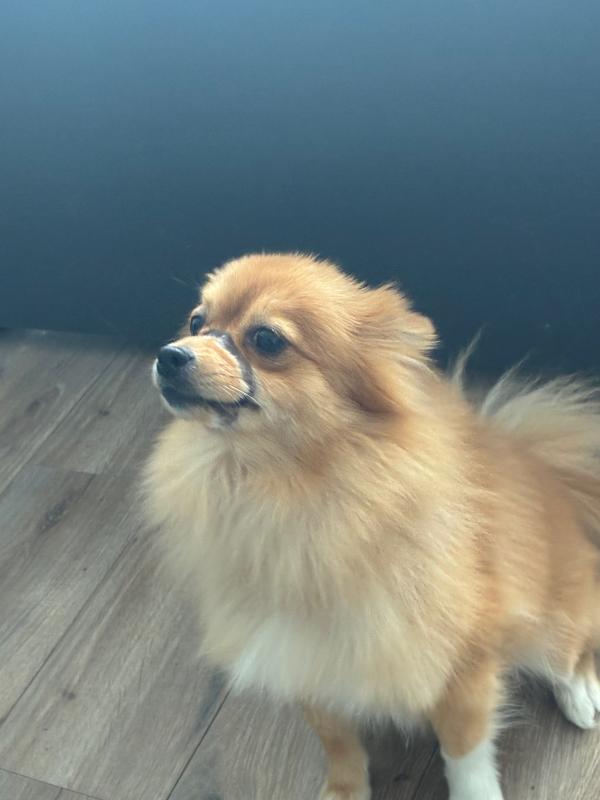 Cloë