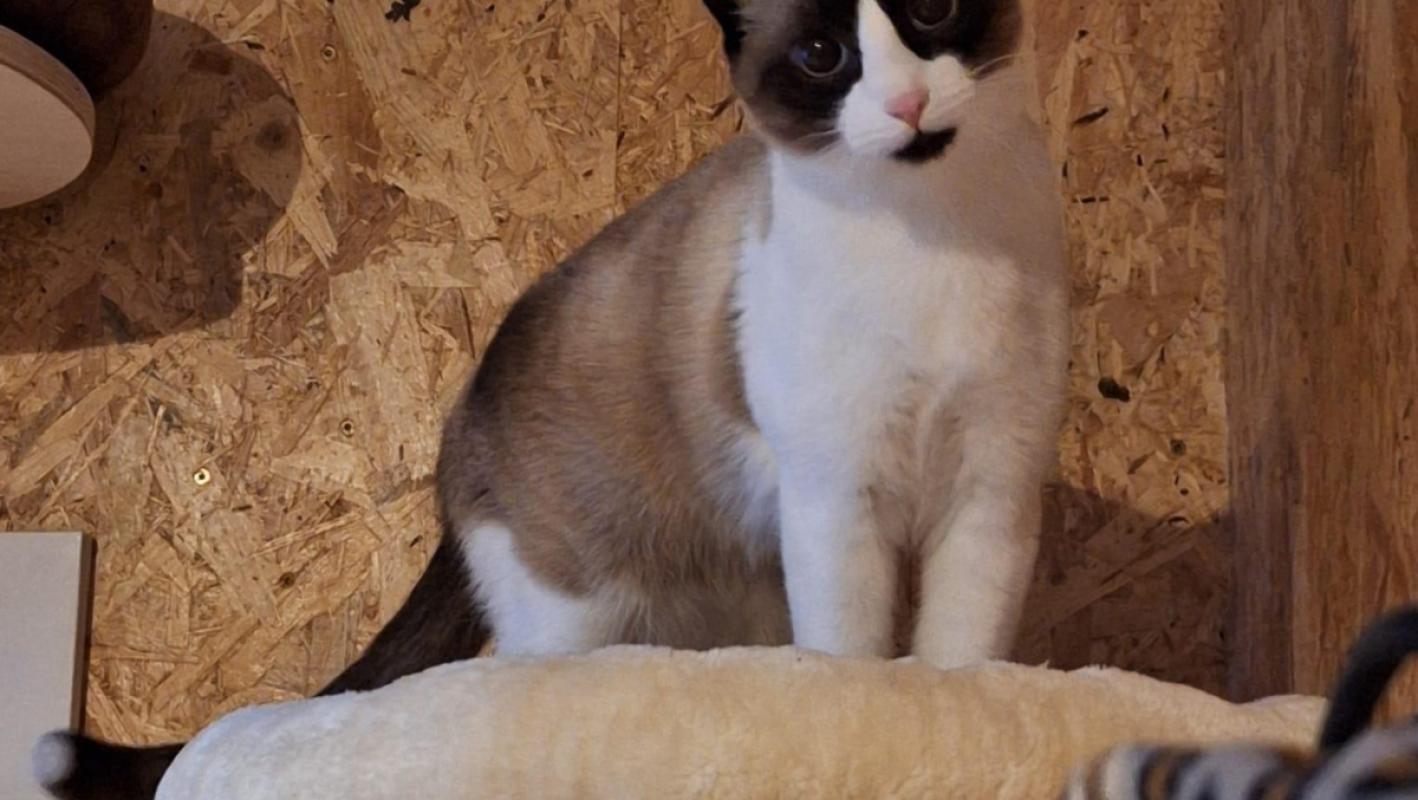Mischa