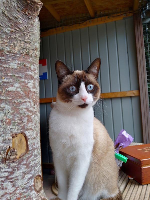 Mischa