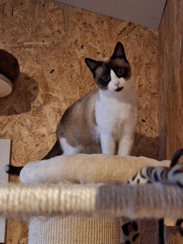 Mischa