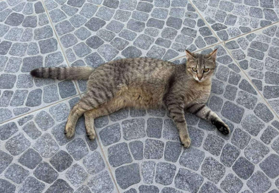 Bubu