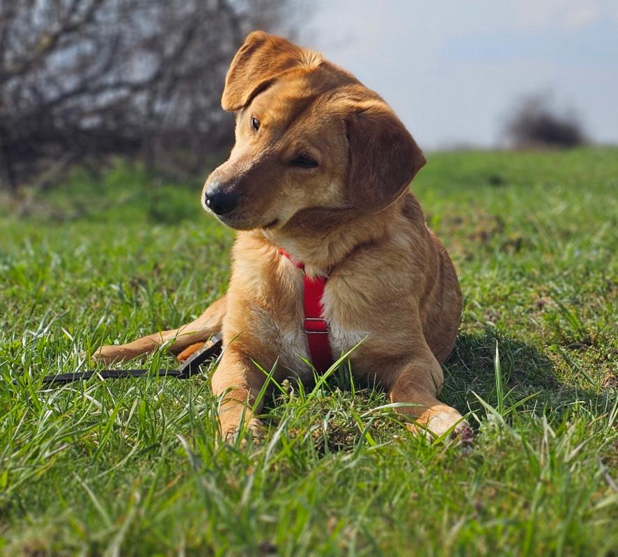 Archie