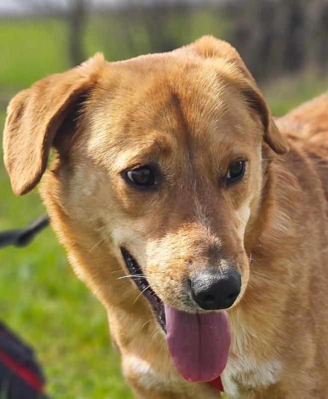 Archie