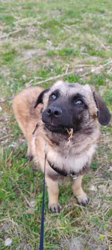 Chico