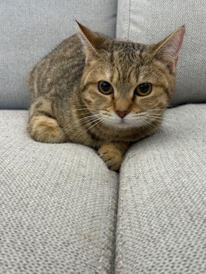 Mia