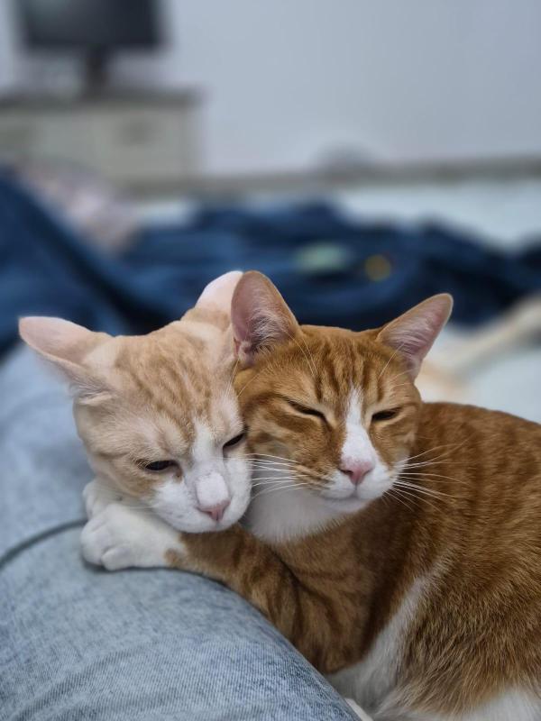 Cheeto