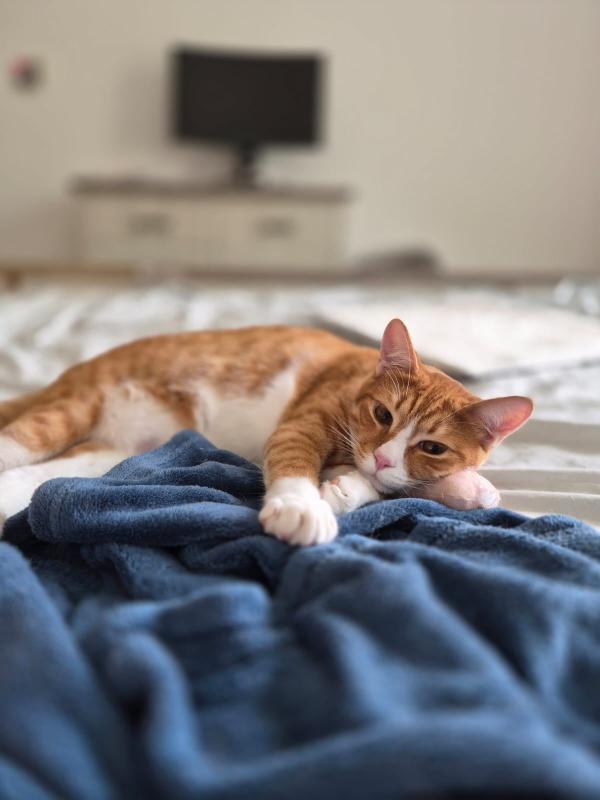 Cheeto