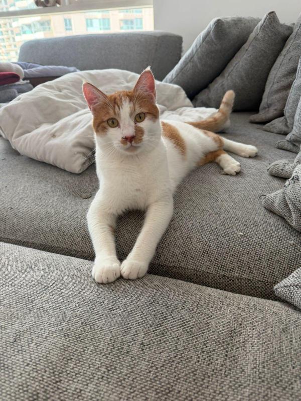 Peanut