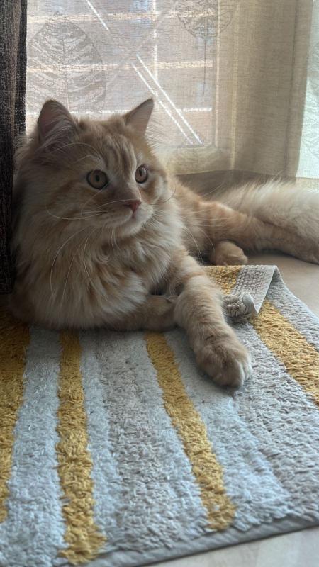 Leo