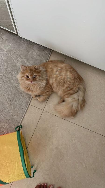 Leo