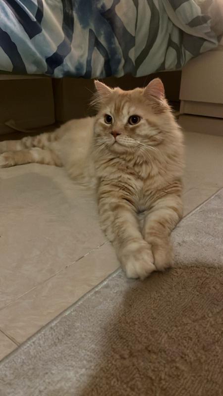 Leo