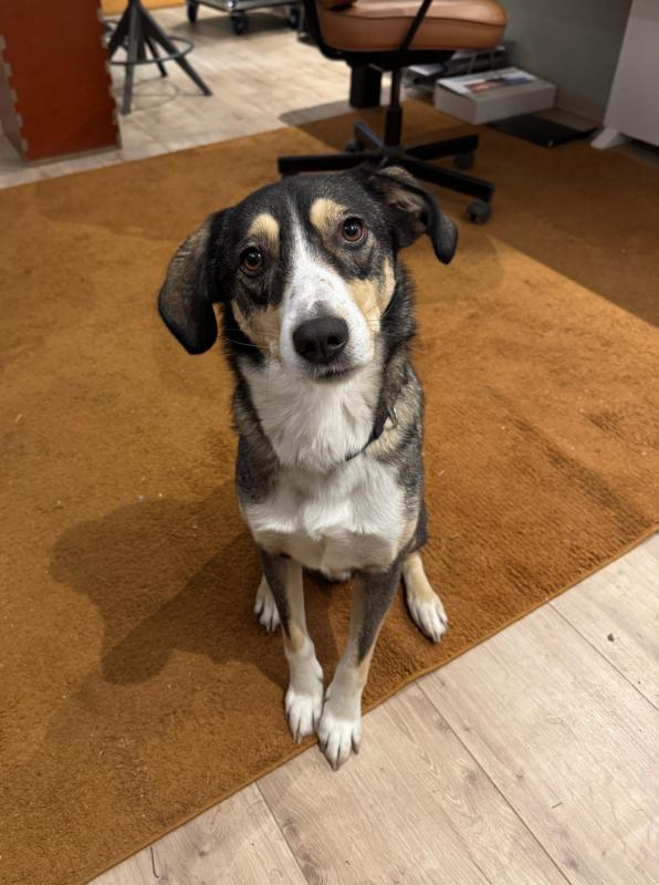 Floki