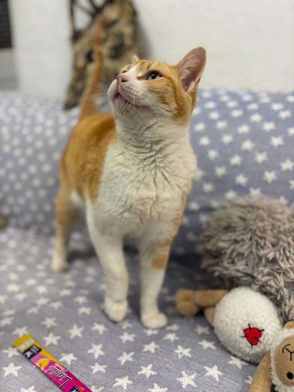 Doris