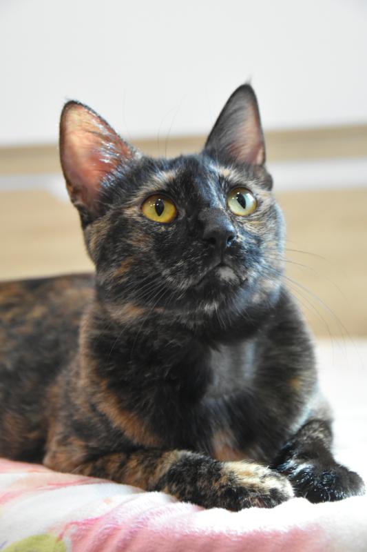 Lilie da Tortie