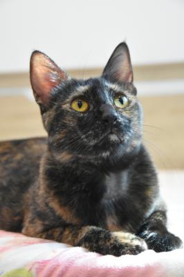 Lilie da Tortie