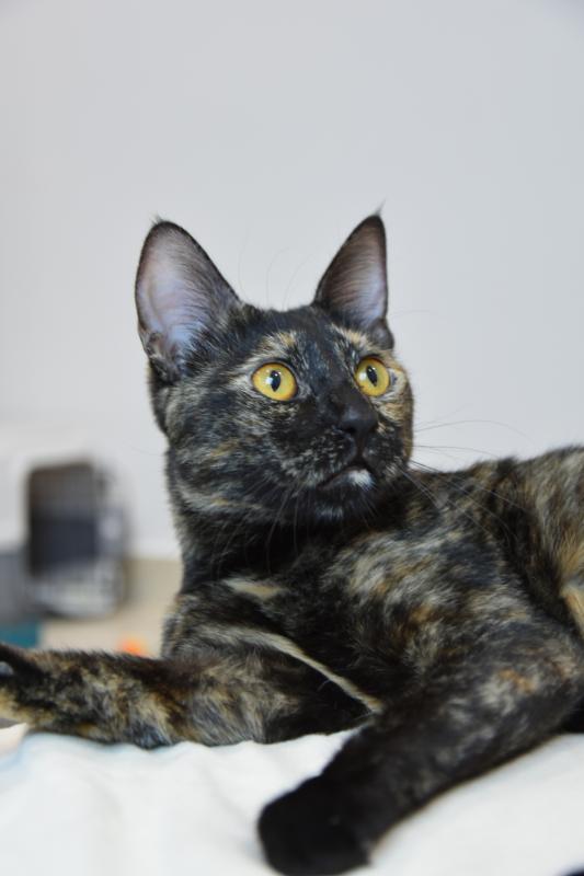 Lilie da Tortie